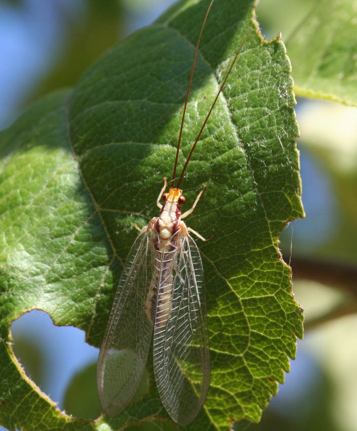 Dichochrysa prasina e altre Chrysopidae